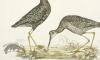 Dusky Sandpiper; Common Sandpiper
